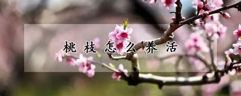 桃花枝怎麼養|桃枝怎么养活